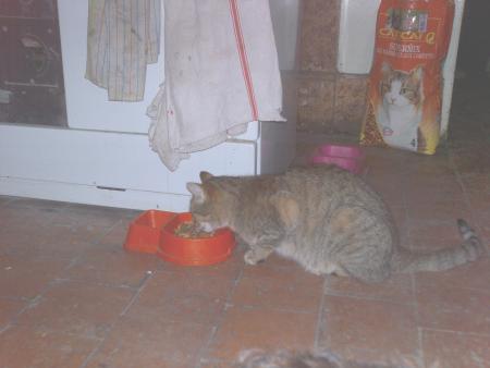 Capucine