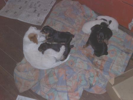 Mes nouveau compagnons