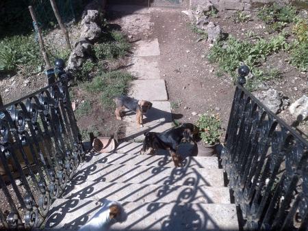 Mes compagnons